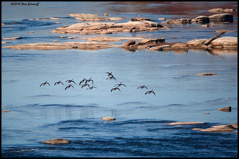 _0SB0441 geese landing on james river.jpg
